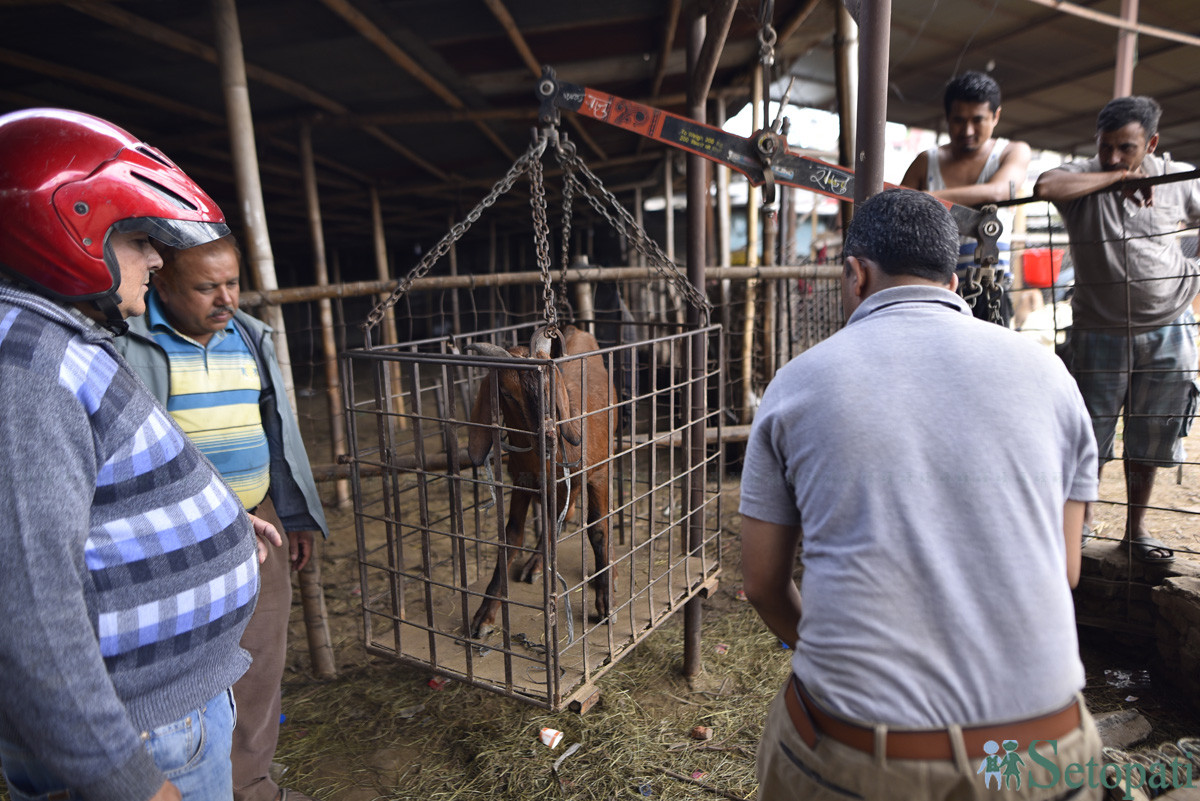 https://www.setopati.com/uploads/shares/समाज/goat/Goat Market (1).JPG